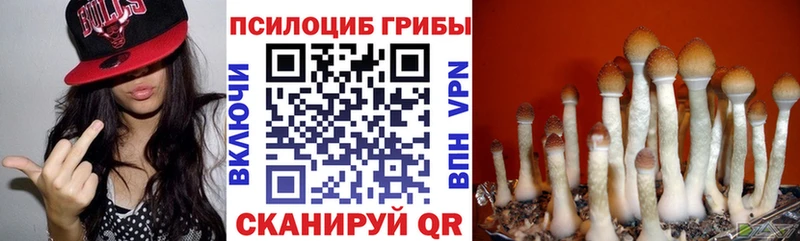 Купить  Мариинск  Галлюциногенные грибы Psilocybine cubensis 